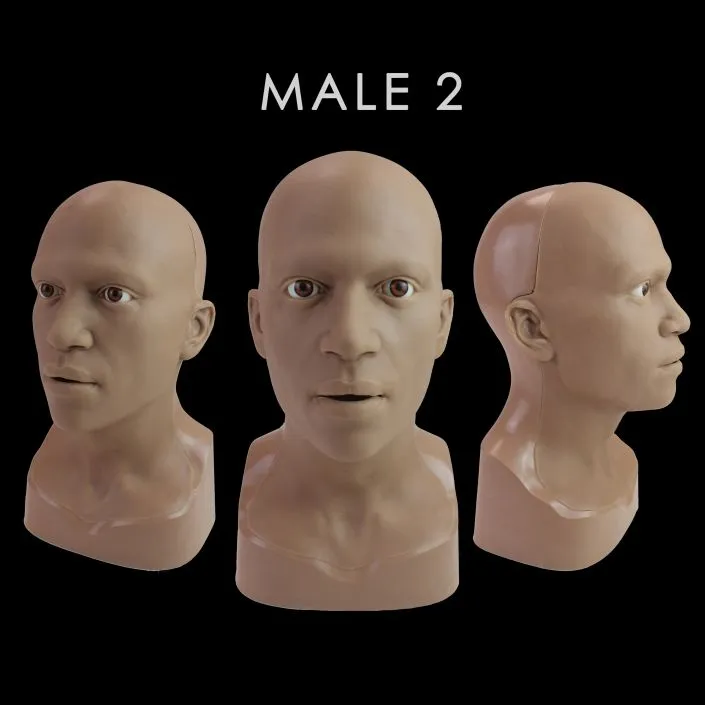 Neill's Materials Heads testa trucco FX anatomica